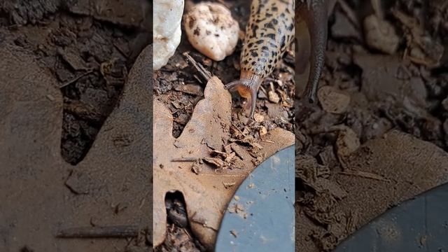 Slug extreme close up