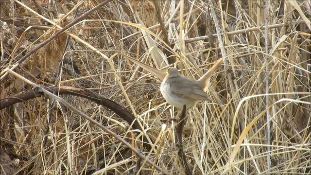 #blog Варакушка / Bluethroat