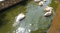 Backed Pelican Group Enjoys Weekend In Giza Lake