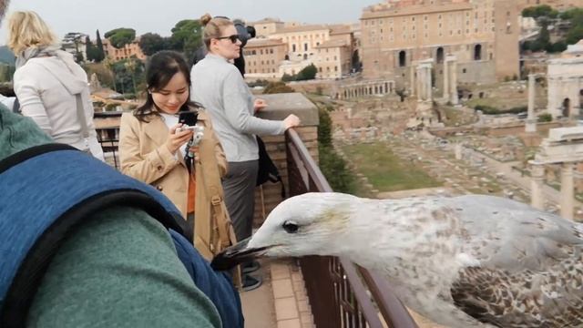 Наглая чайка в Риме (Октябрь 2019) / Roma. Ottobre 2019. Gabbiano sfacciato.