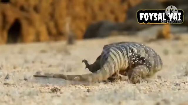 Alligator vs Python | Incredible SNAKES and Reptiles Attacks, Snake vs Lion and other Animals