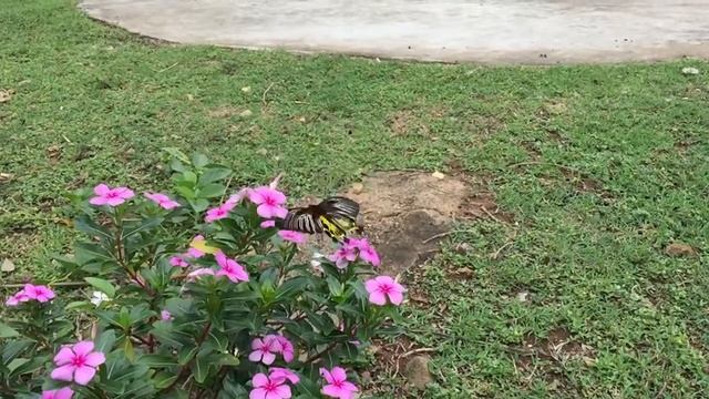 Southern Birdwing Butterfly- Troides Minos#reels #butterfly