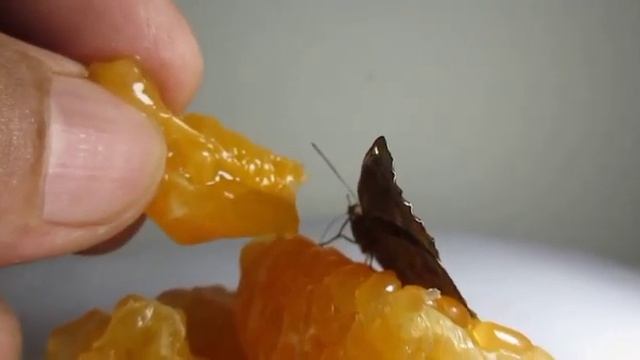 New Born Common Castor Butterfly enjoying Lemon 🍋 Juice,  at Home, New Sama, Vadodara, Gujarat.
