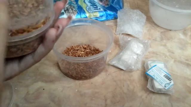 УЛИТКИ.НОВАЯ ЕДА???KУЧИ ЕСТ РАЧКОВ