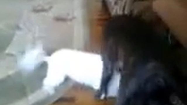 Собаки не знают чем заняться)