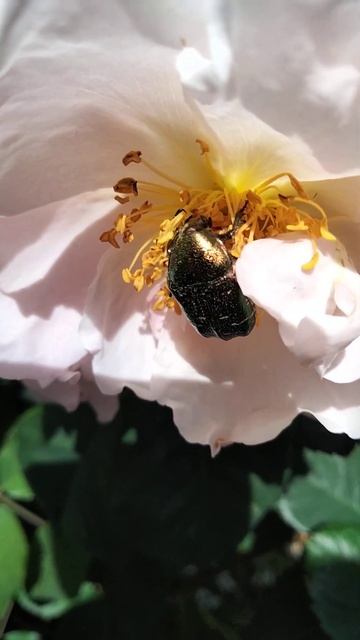 Cetonia aurata 08/05/2023