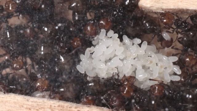Crematogaster scutellaris two years colony
