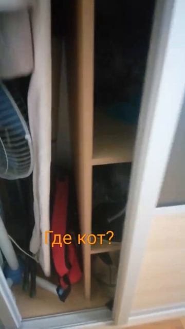 Кот спрятался. Ищу кота. Кота зовут Кубик.