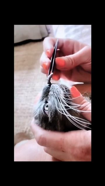 Big Warble Remov From  Small kitten  botfly removal   cat meowing loudly