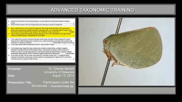 Planthoppers Under the Microscope – Acanaloniidae