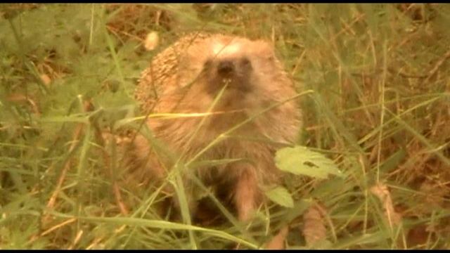 От улыбки станет всем светлей