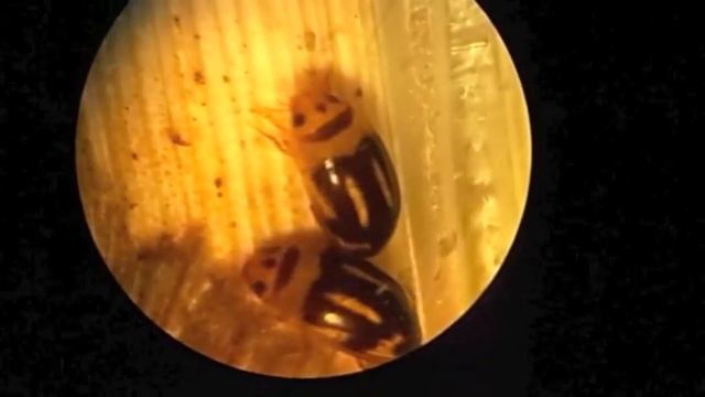 Respiratory Strategy of  Neohydrocoptus bivittis (Coleoptera, Noteridae)
