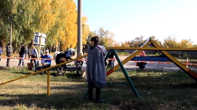 Unews. В Салавате четвероногие друзья человека соревновались в ловкости и послушании.