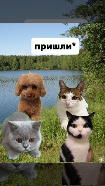 пов: поездка на озеро,мой тгк: catswokki #shorts #catswokki #мем