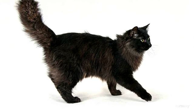 Gen-3 Alpha Turbo 2420832102, Кот идет по полу пер, Cropped - Keln_light, M 5