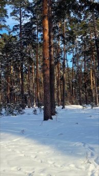 Сказочный лес