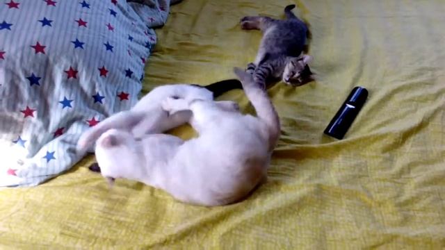 Кошачьи ладушки и игры на диване.передержка бездомных кошек