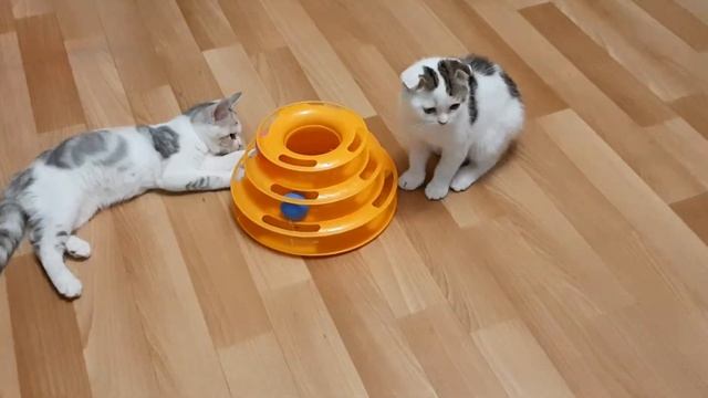 Шотландские котята Руслан и Радмила