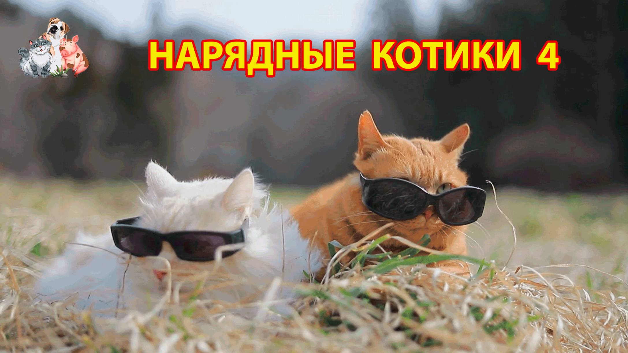 Нарядные Котики расслабляются на солнышке 🌞 🐈🐈⬛🐈 (4)