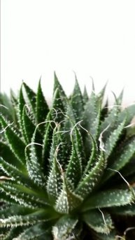 Сукуленти Succulents Kovel