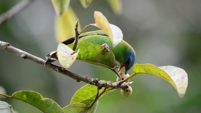 Dacnis cayana (saí-azul) Blue Dacnis