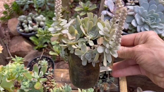 SUCULENTAS Orostachys e Graptopetalum macdougallii - Cuidados especiais no outono e inverno