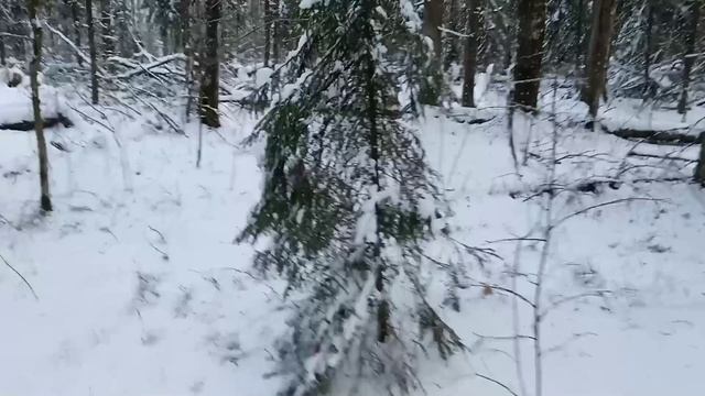 Не рубите ёлки