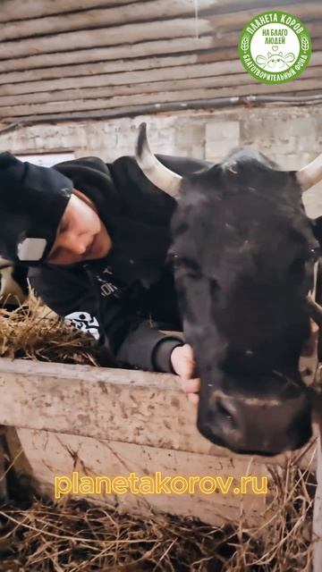 Нитай и Маришка. У каждого волонтера и работника на Планете коров есть все же любимая корова.