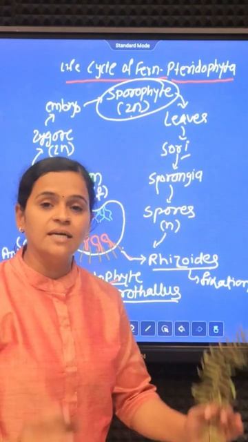 Life Cycle of Fern | one minute conceptual biology #cell_academy #biologyclass #NEET