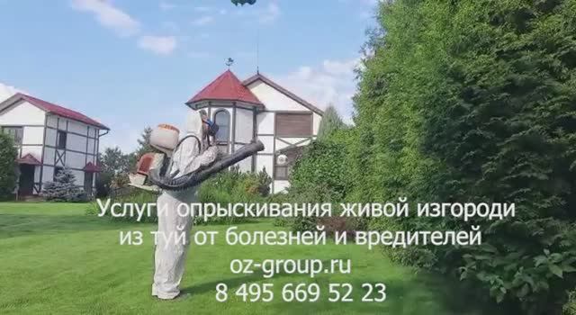 Услуги опрыскивания живой изгороди из туй от вредителей и болезней. Выезд Агрономов по Москве и обл