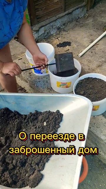 Посадка петуний семенами