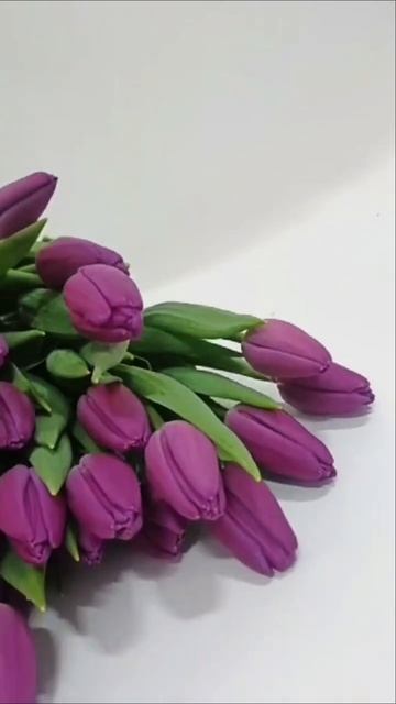 Тюльпаны предзаказ Москва.mp4