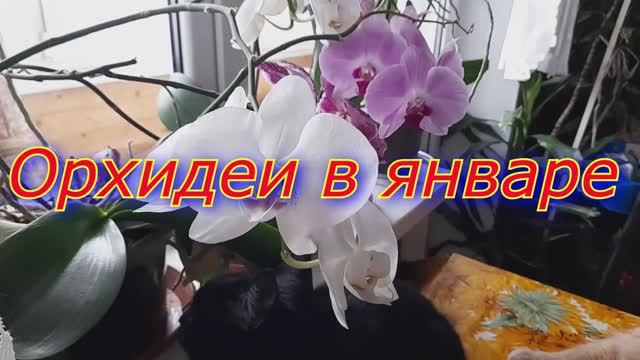 Цветы