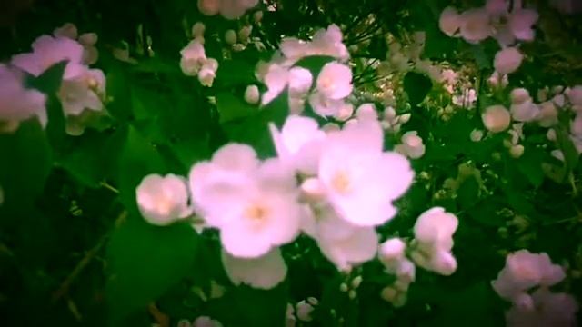 Цветет жасмин.  Magic moments