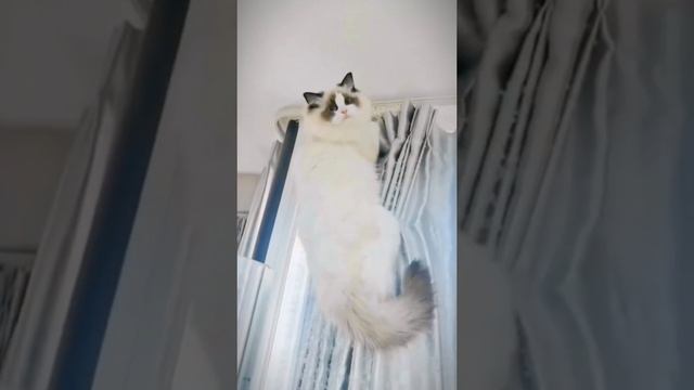 Кот разбил горшки с цветами. Очень смешно