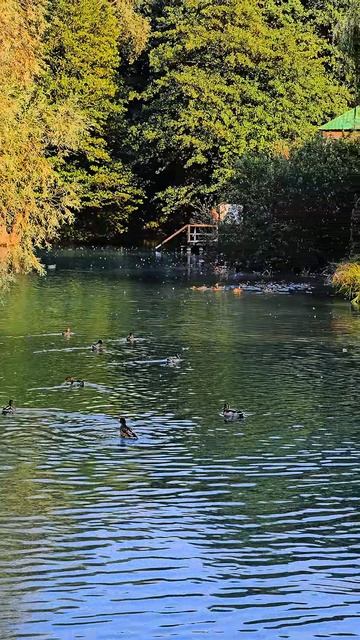 На пруду в селе Шопино, Белгородская область