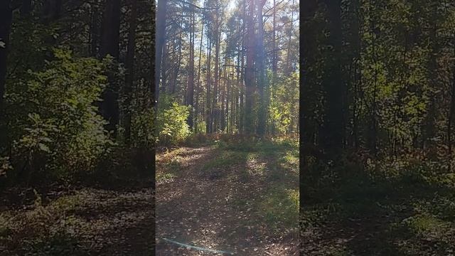 1000006259.mp4  Лес это храм 2 ч