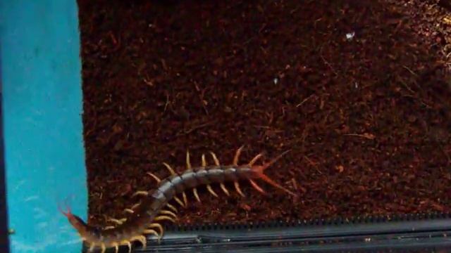 Scolopendra subspinipes