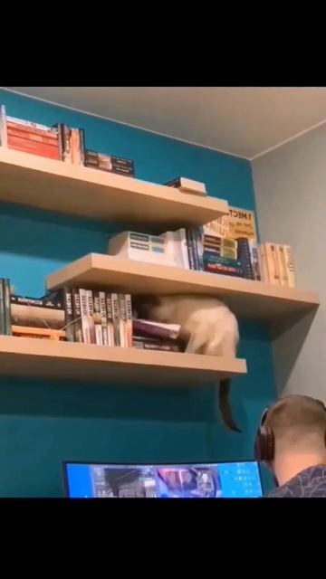 Коты сходя с ума очень весело