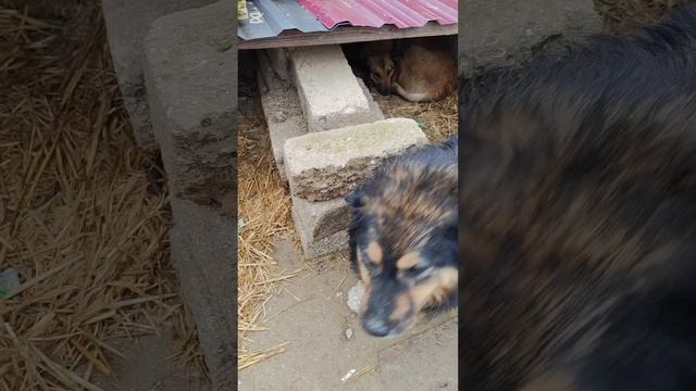 Хорошо бы для заворотних собак хорошие будки сколотить