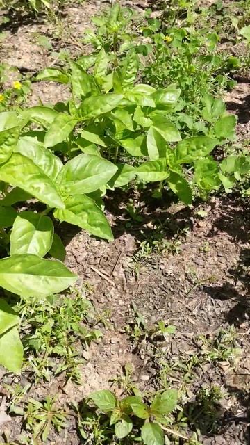 Celery Root Cloning and Beautiful Basil - Daily Commitment's Garden 15