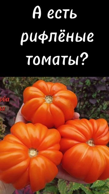 Семена томатов на любой вкус.