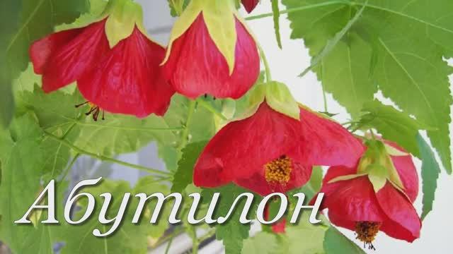 АБУТИЛОН