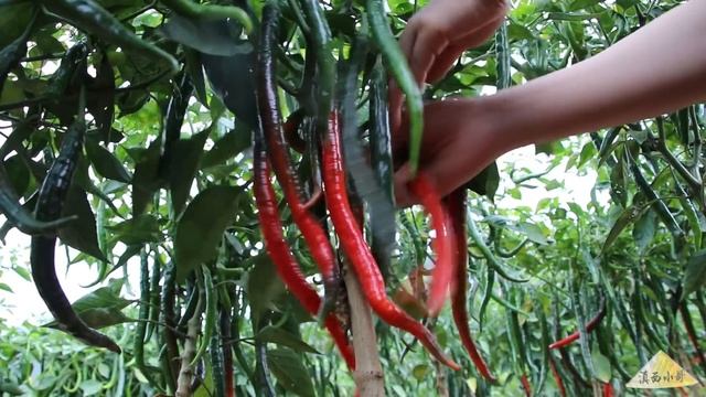 给家人做一碗鲜香麻辣的藤椒鸡面【滇西小哥】