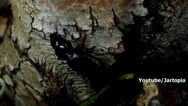Slug Defends itself from a Hungry Beetle │Slug VS Beetle