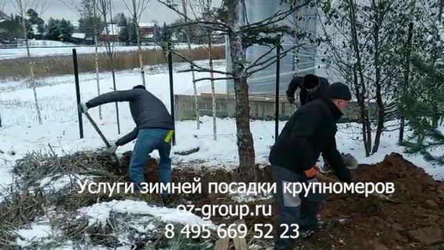 Услуги посадки крупномеров деревьев на участке. Выезд Агрономов по Москве и области. Звоните сейчас