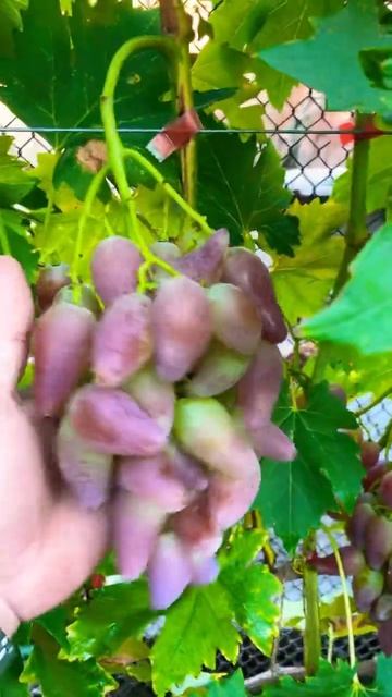 Виноград Дубовский Розовый 🍇