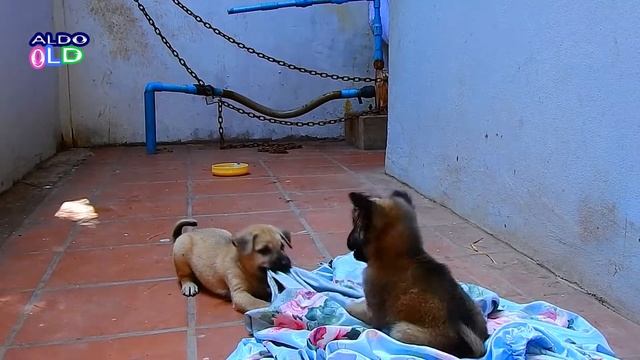 Come on Come On AVA Play With Us !! Very Funny Puppy Clever #309