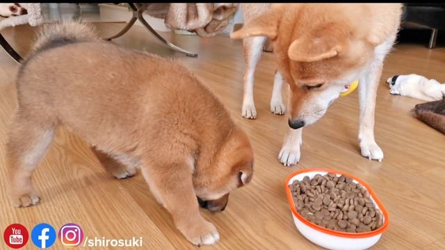 how clever! he shows his mom he's hungry - to open his yum bowl