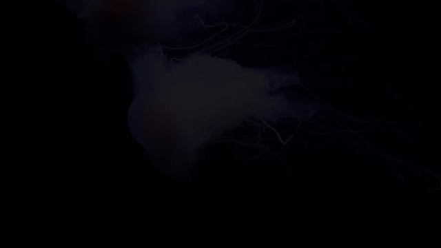 Jellyfish Aquarium • Healing of Insomnia, Stress, Anxiety and Depression •_[20.02.2025]